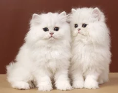 Prodám koťata - perská stříbřitá činčila