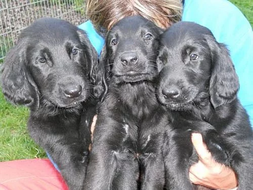 Flat Couted Retriever