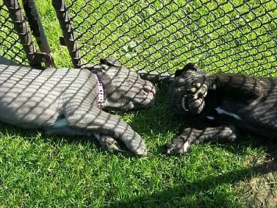 cane corso štěnátka