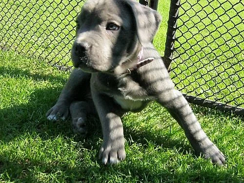 cane corso štěnátka