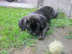 cane corso štěnátka
