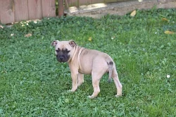 Stafordšírský Bullterrier s PP