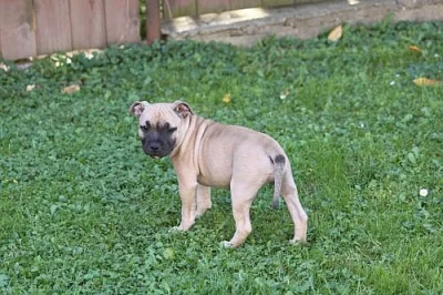 Stafordšírský Bullterrier s PP