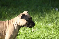 Stafordšírský Bullterrier s PP