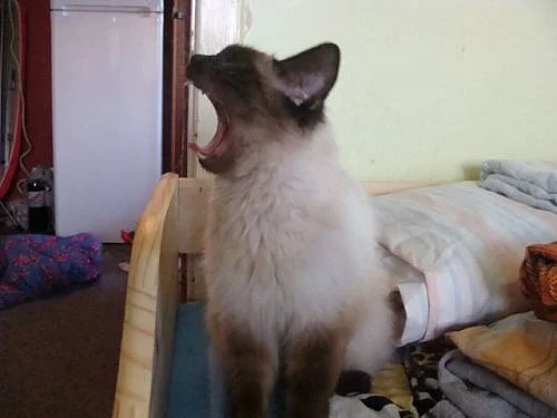 Ragdoll