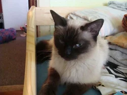 Ragdoll
