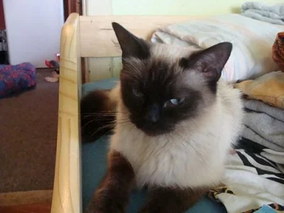 Ragdoll
