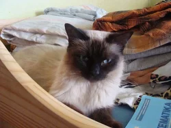 Ragdoll