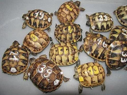 SUCHOZEMSKÉ ŽELVY - KRÁSNÁ MLÁĎATA NA PRODEJ