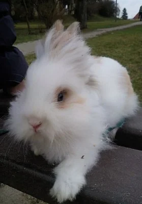 daruji teddy samici zakrslého králíka
