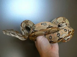 Kvalitní krmný hmyz -