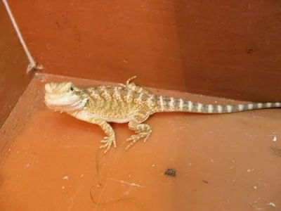 Agama vousatá