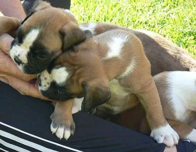 Boxer s PP