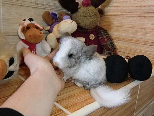 krásné činčilky z domácího chovu