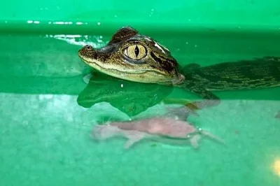 Caiman Crocodilus - kajman brýlový