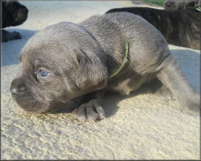 Bandog s PP