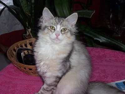 SIBIŘSKÁ KOŤÁTKA