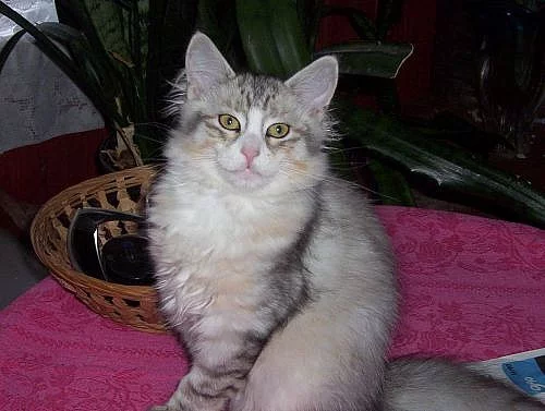SIBIŘSKÁ KOŤÁTKA