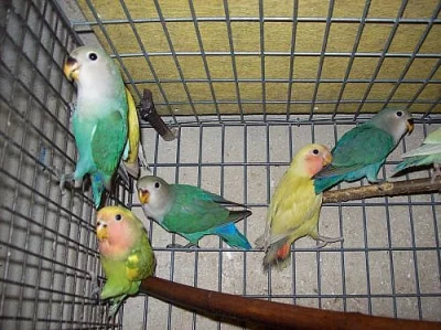 Agapornis růžohrdlý