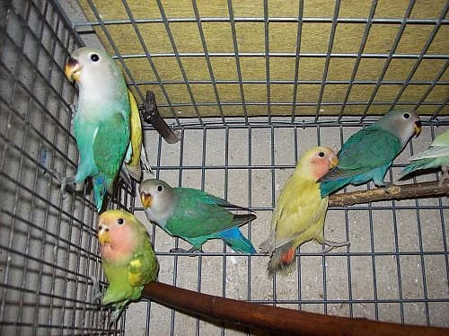 Agapornis růžohrdlý