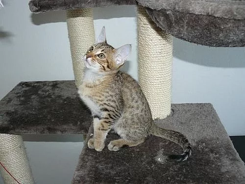 Ocicat kocourek