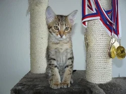 Ocicat kocourek