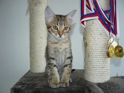 Ocicat kocourek
