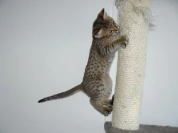 Ocicat kocourek