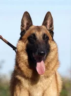 belgicky ovčák malinois