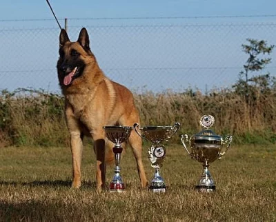 belgicky ovčák malinois
