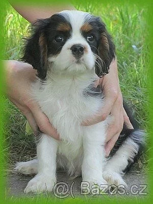 Kavalír King Charles Spaniel na prodej 