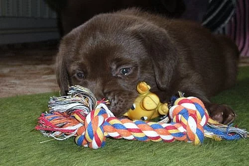 Labradorský rewtriever