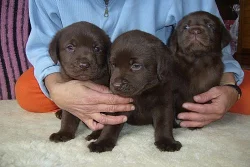 Labradorský rewtriever