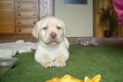 Labradorský rewtriever