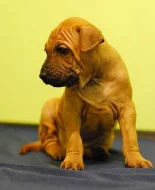 Thajský ridgeback-štěnátka s PP