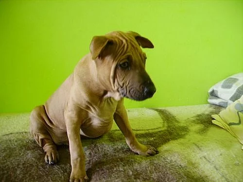 Thajský ridgeback-štěnátka s PP