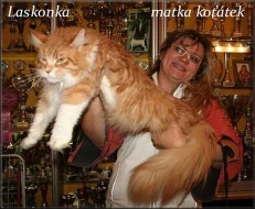 Mainská mývalí