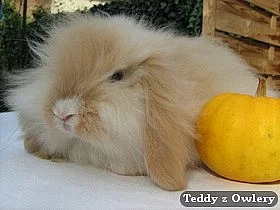 Teddy beraní sameček - super předkové!