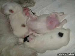 Coton de Tulear