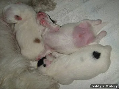 Coton de Tulear