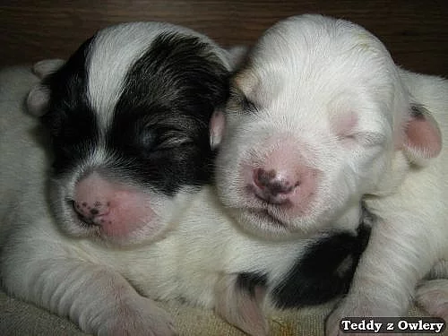 Coton de Tulear