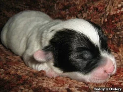 Coton de Tulear