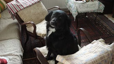 Darujeme fenečku do hodných rukou
