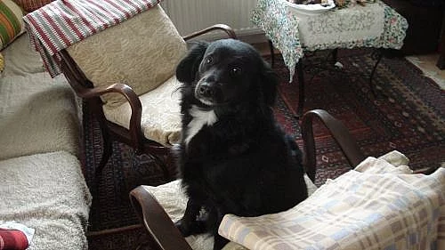 Darujeme fenečku do hodných rukou