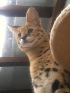 Servali