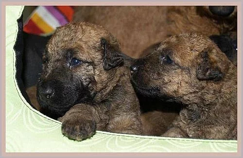 Prodej štěňátek irského teriéra s PP