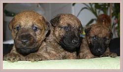 Prodej štěňátek irského teriéra s PP