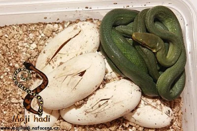Gonyosoma oxycephala (Poslední volné:1a2)