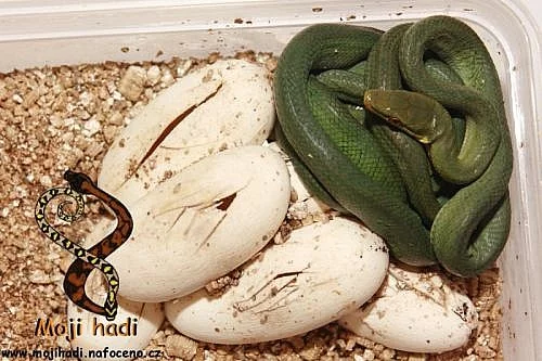 Gonyosoma oxycephala (Poslední volné:1a2)