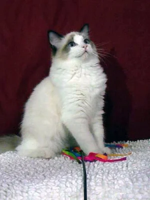 Ragdoll koťátka